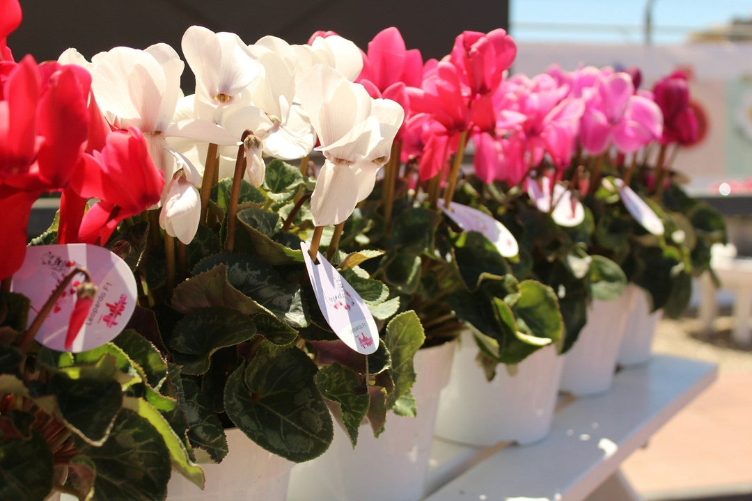 red, white and pink flowers in white pots in a row