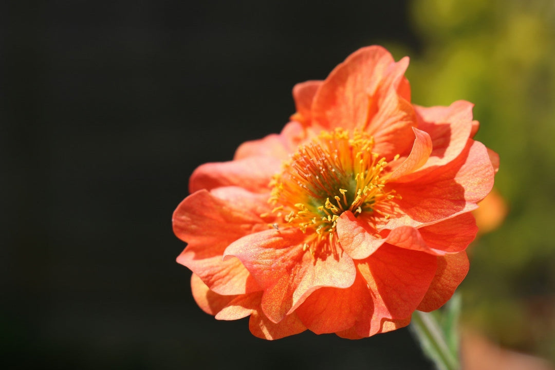 Geum Scarlet Tempest