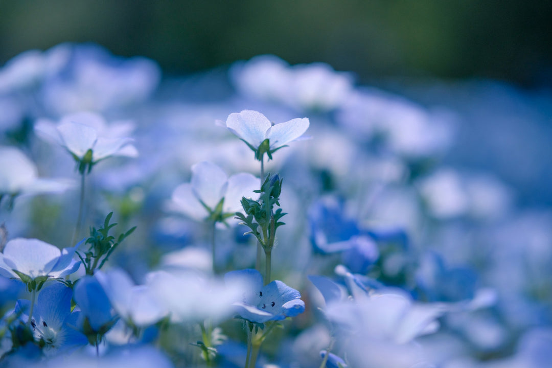 Moody Blues: Blue Flowers From Spring Into Autumn
