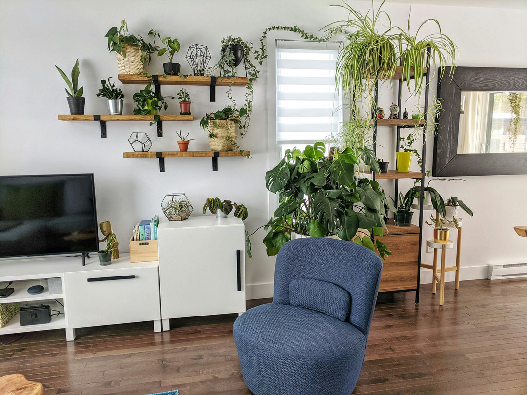 The Best Ways to Keep Your Indoor Plants Watered While on Holiday