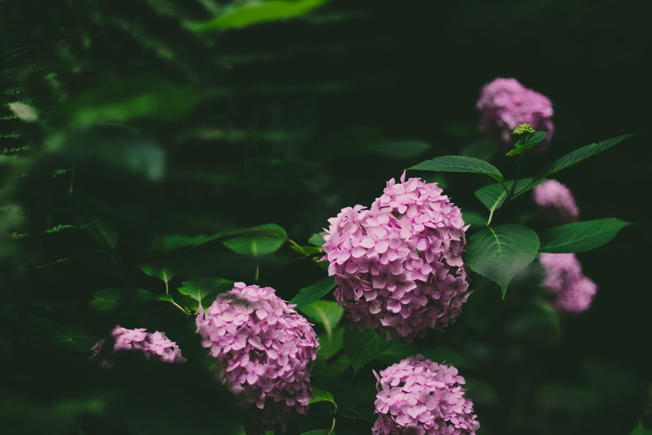 A World of Hydrangeas