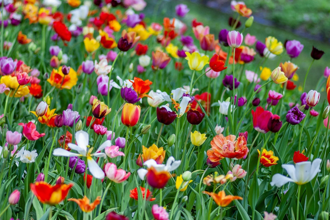 multicoloured tulip field