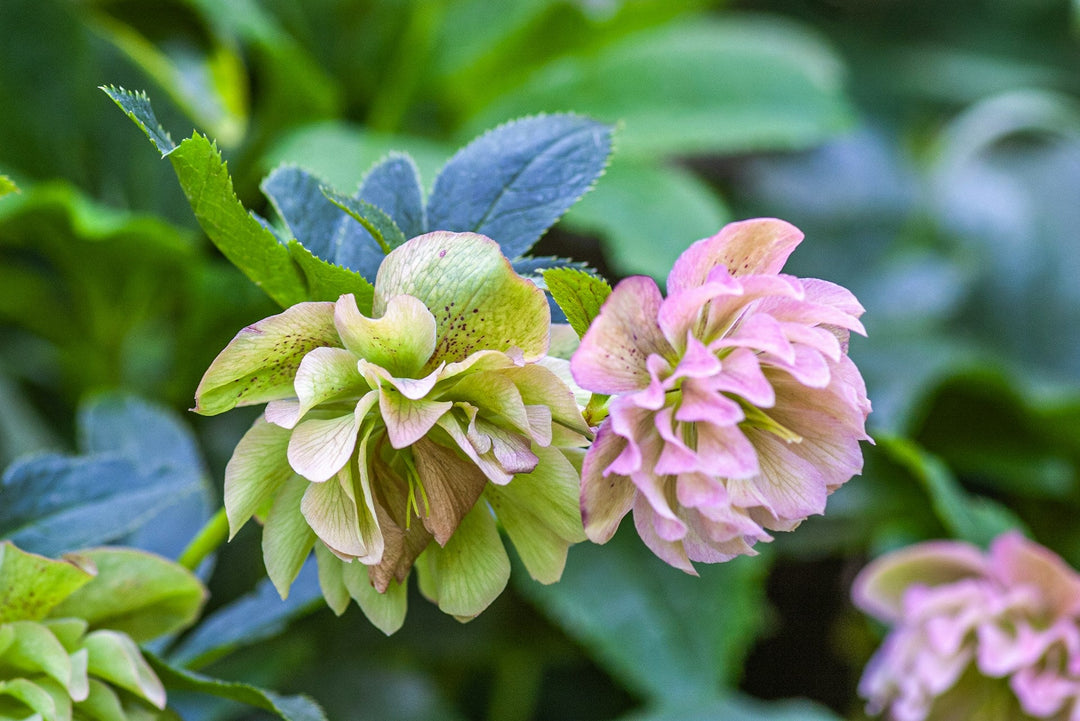 Photo by Yoksel 🌿 Zok, double flowered light pink helleborus close up