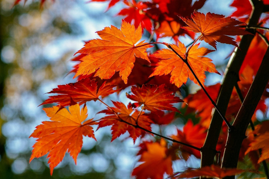 Autumn Colour in the Garden: A Symphony of Seasonal Beauty
