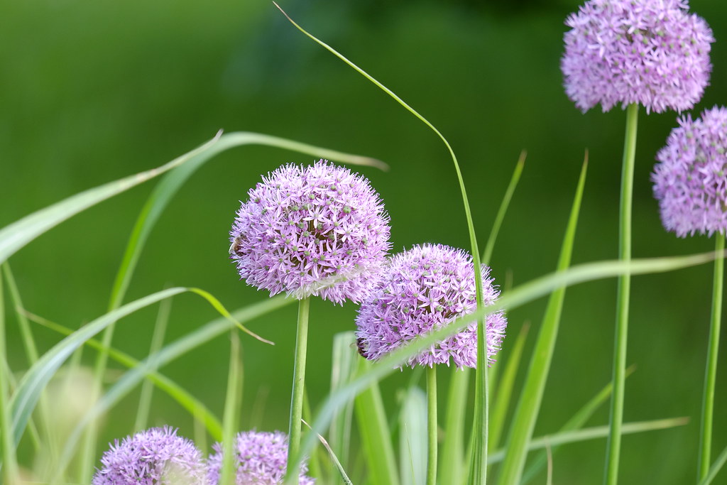 Herbaceous 3 for €27