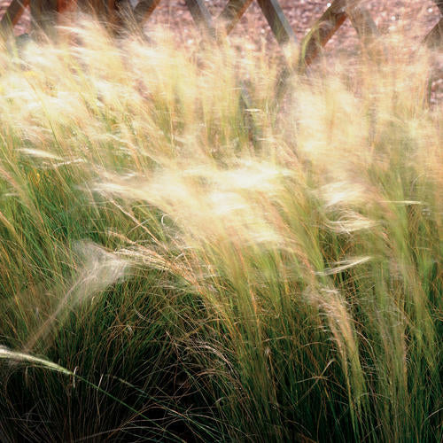 Grasses & Phormiums