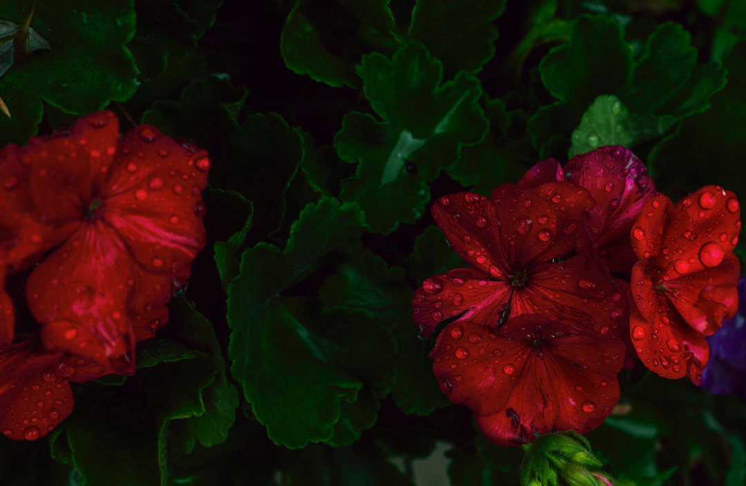 pot bedding at 5 for 12