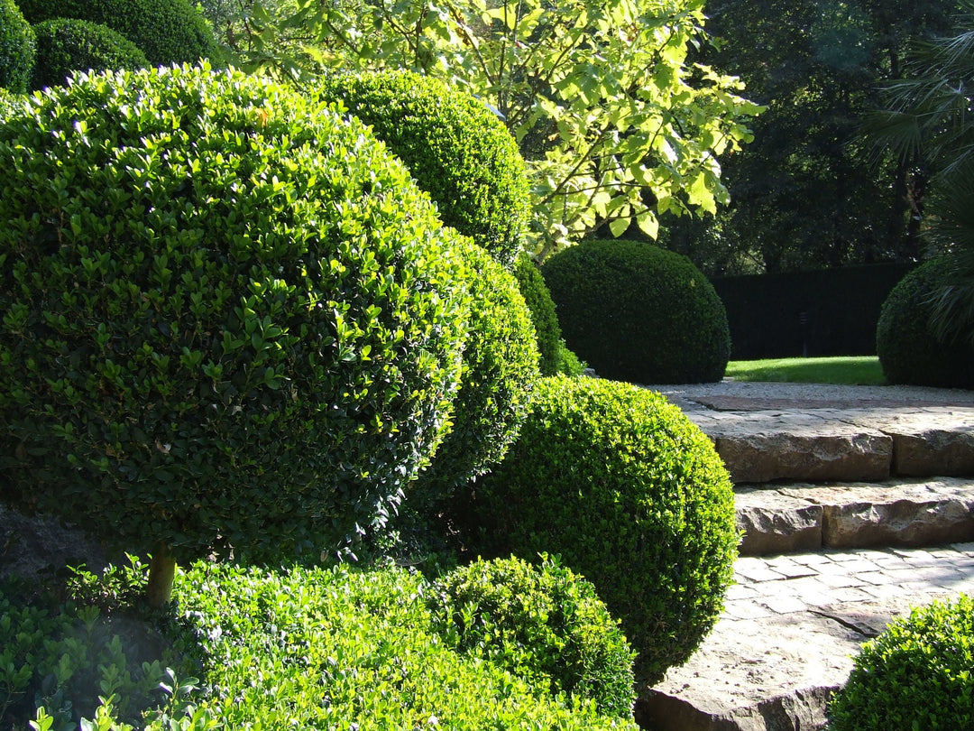 Buxus
