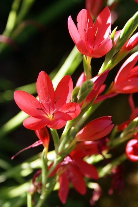 Schizostylis