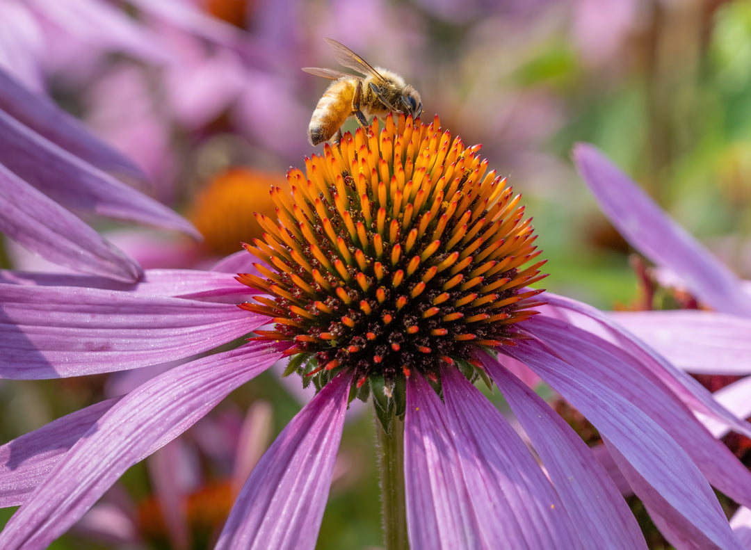 Herbaceous 3 for €24