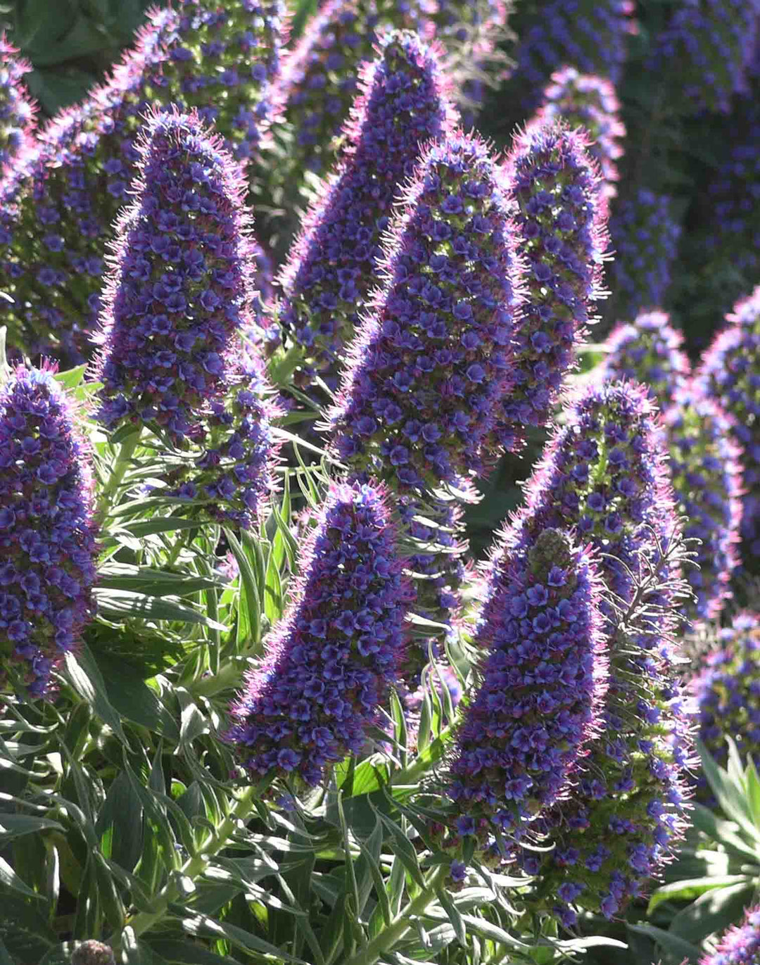 Herbaceous 2 for €24
