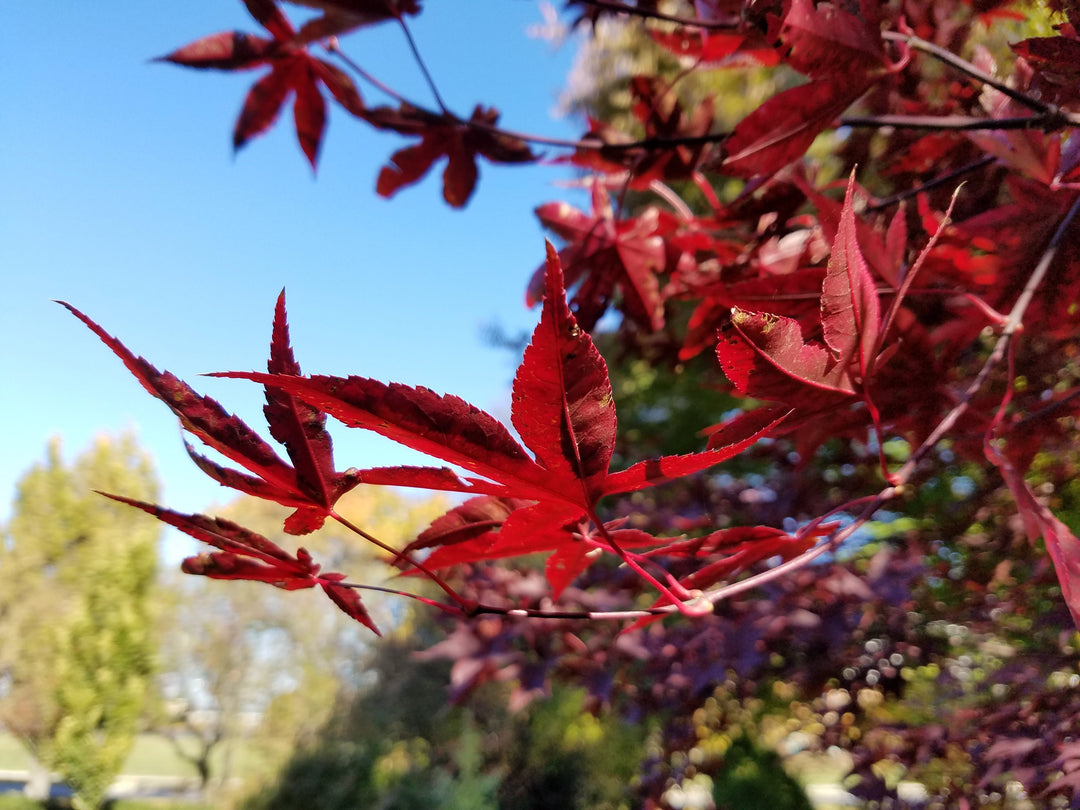 Japanese Maples/Acer