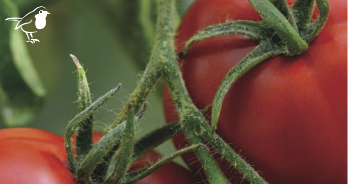 Tomatoes