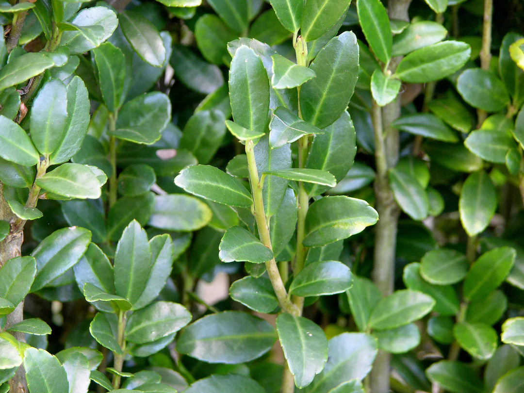 Ilex