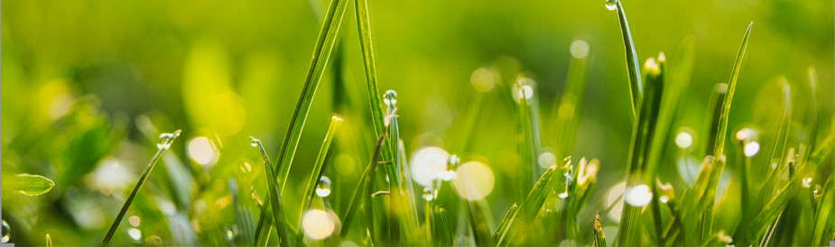 Lawn Seed