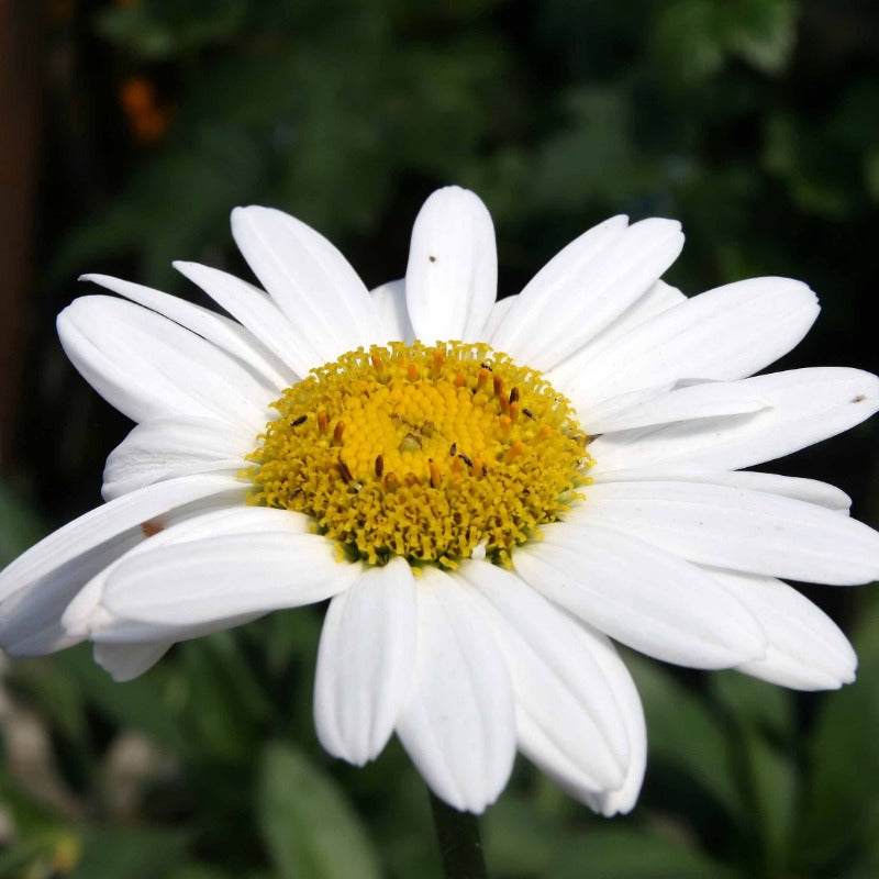 Shasta Daisy Leucanthemum Becky (2Ltr Pot) - Herbaceous - Windyridge Garden Centre