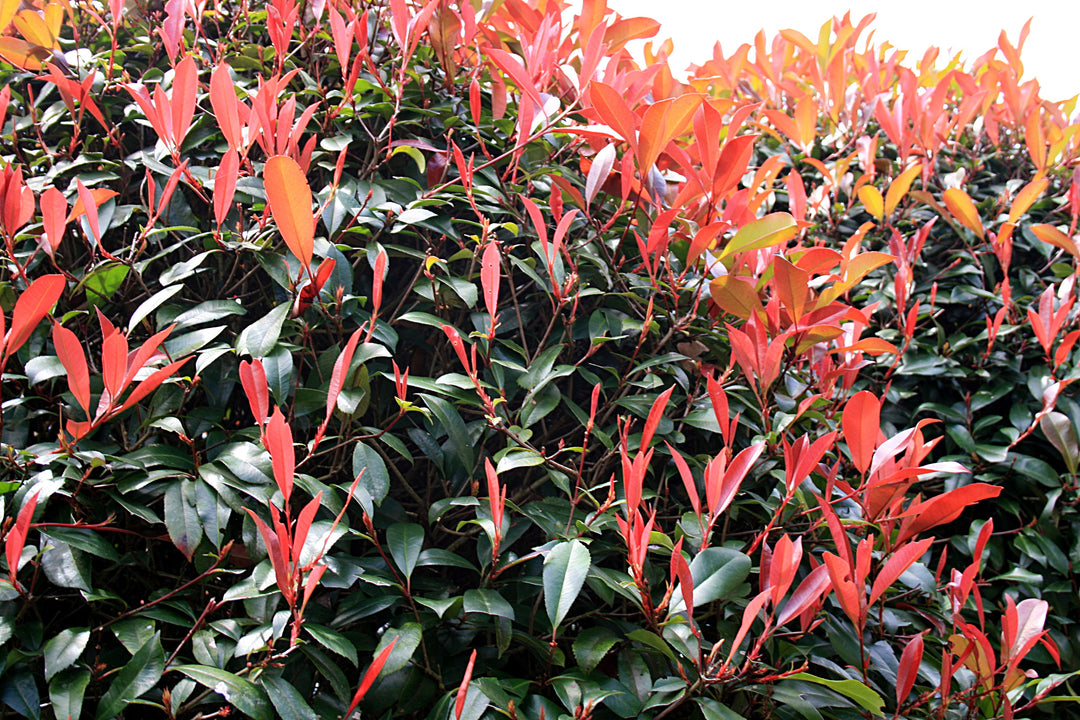 Photinia