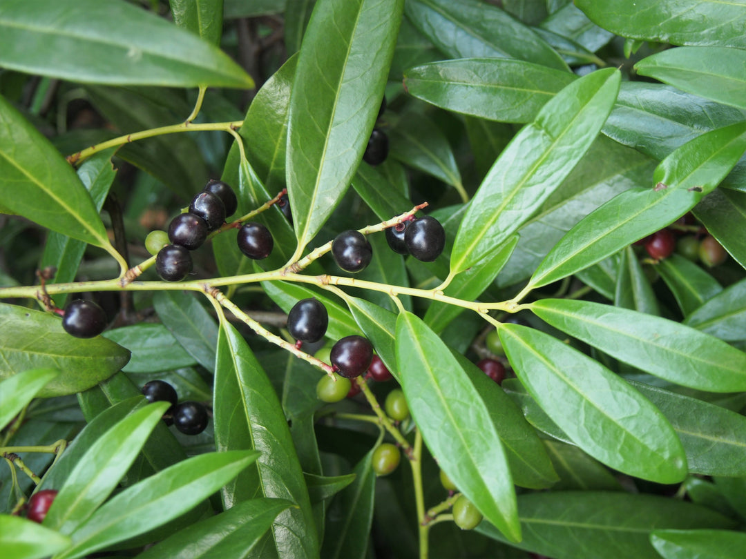 Cherry Laurel