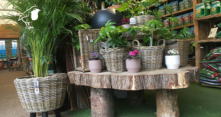 Rattan pots