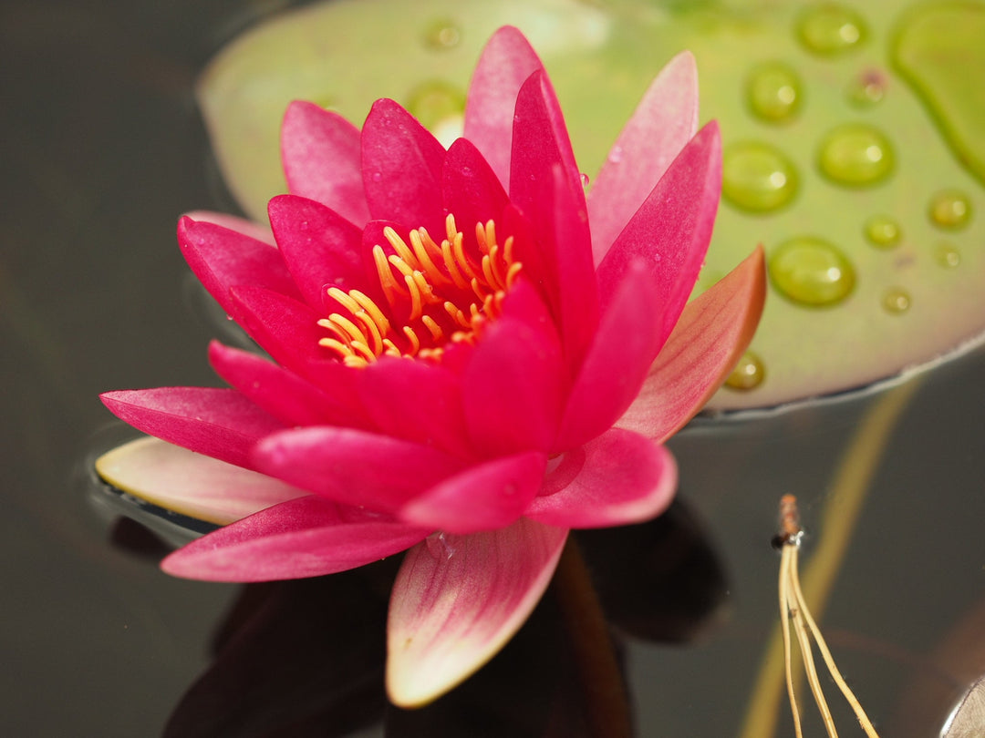 Water Plants