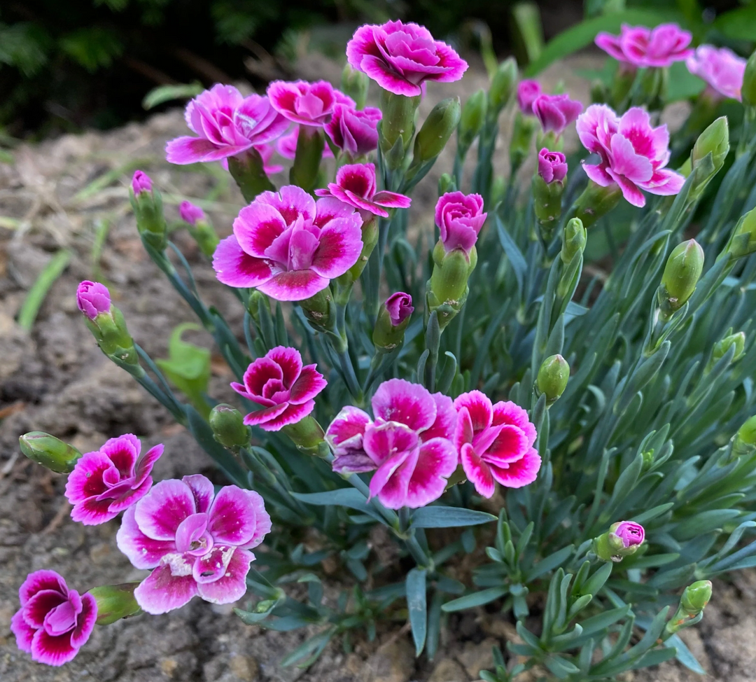 Dianthus