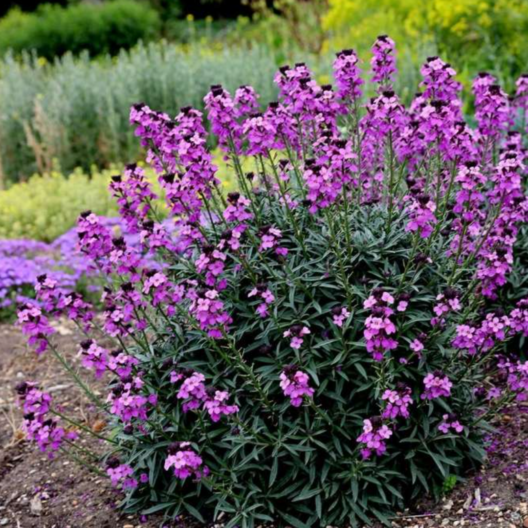 Erysimum
