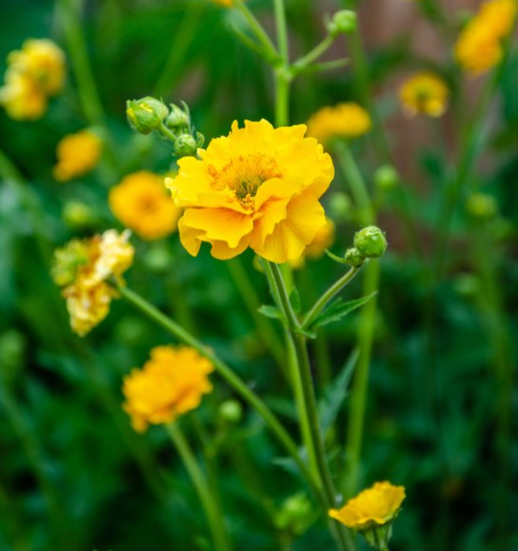Geum