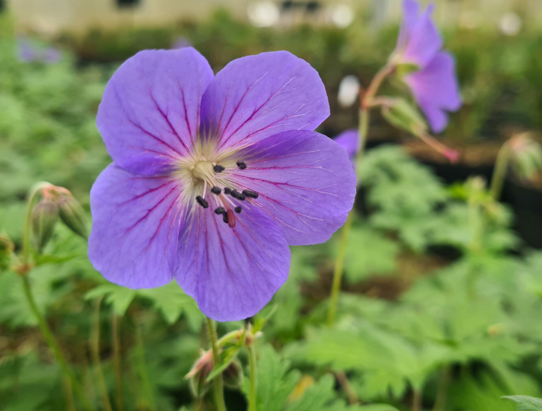 Geranium