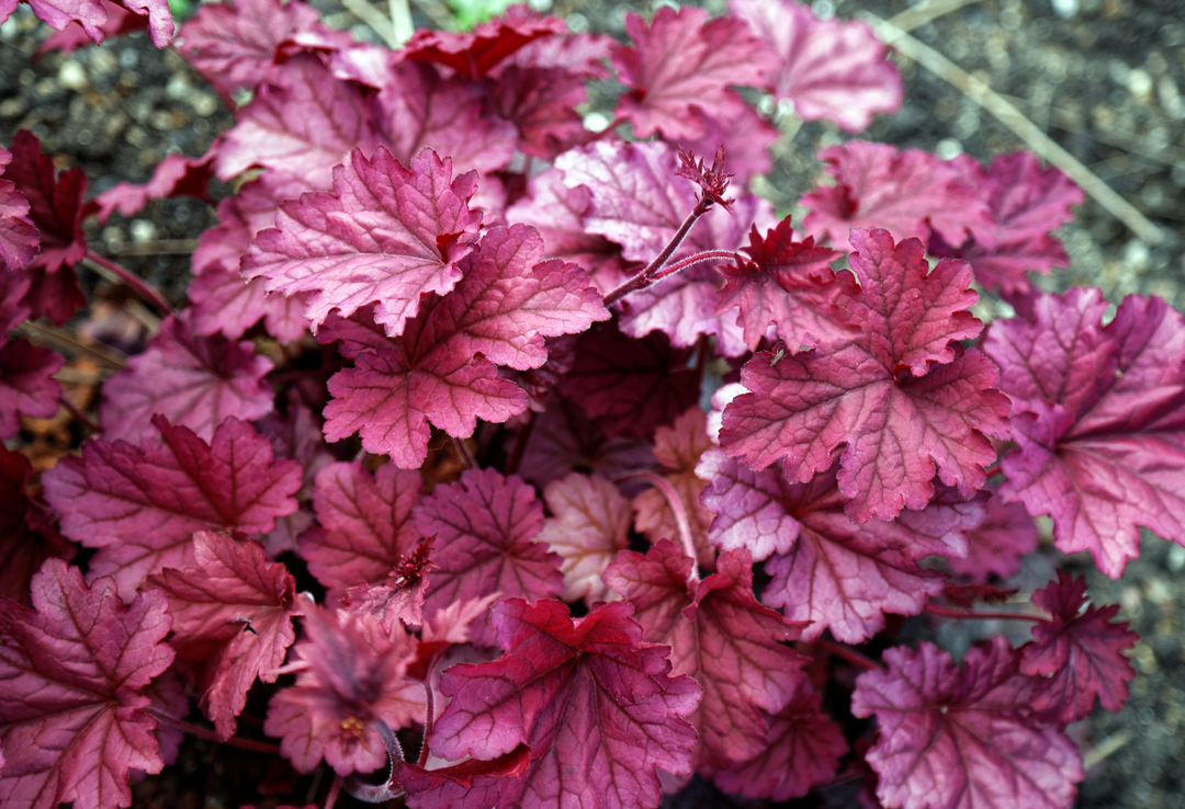 Heuchera