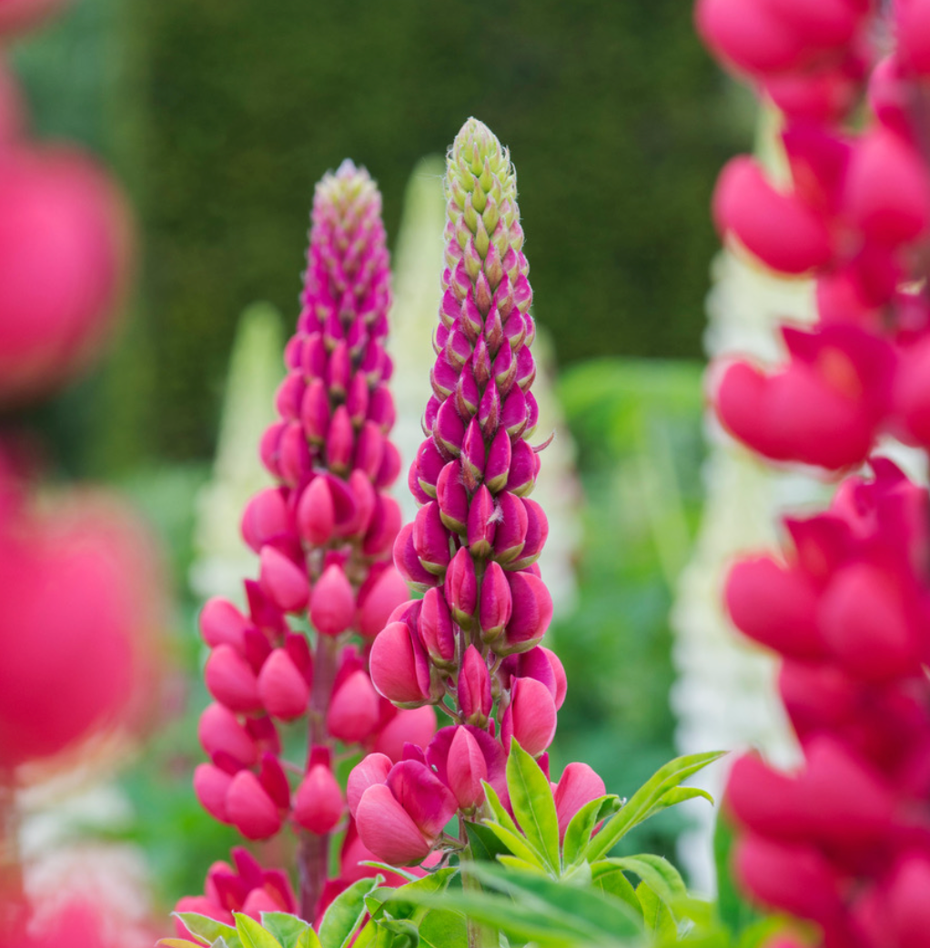 Lupins