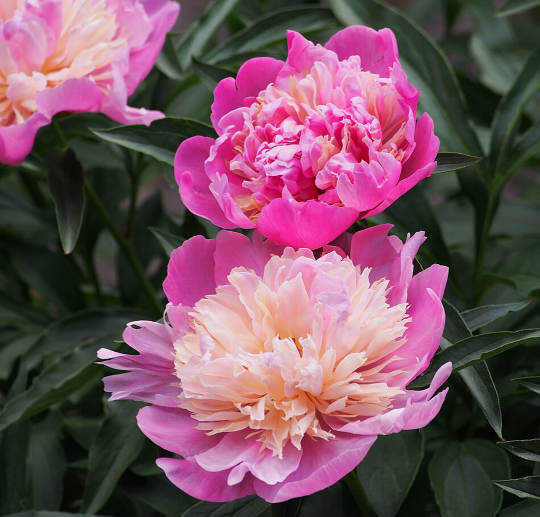 Paeonia