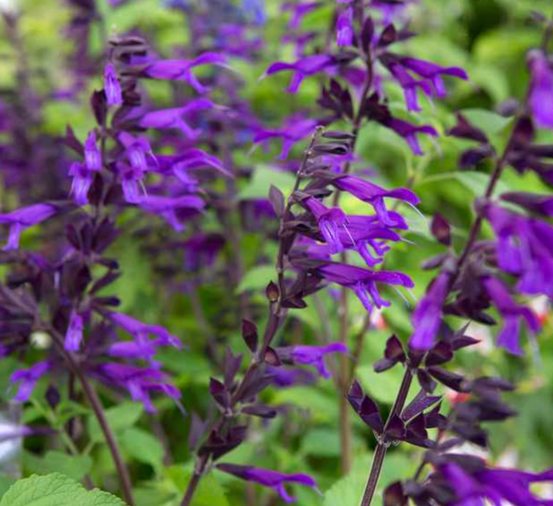Salvia