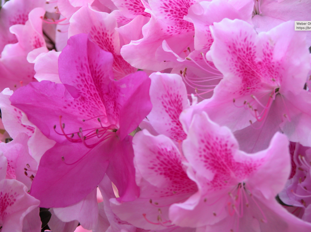 Azalea