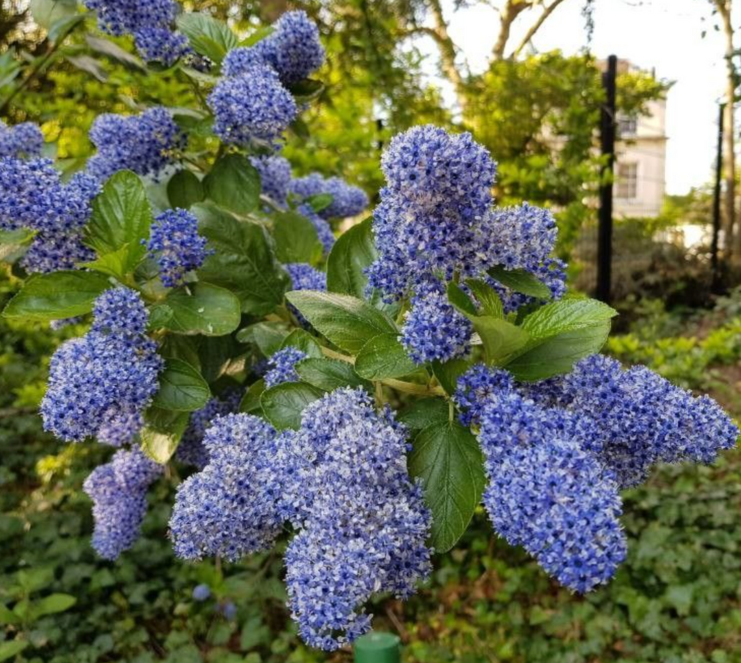 Ceanothus