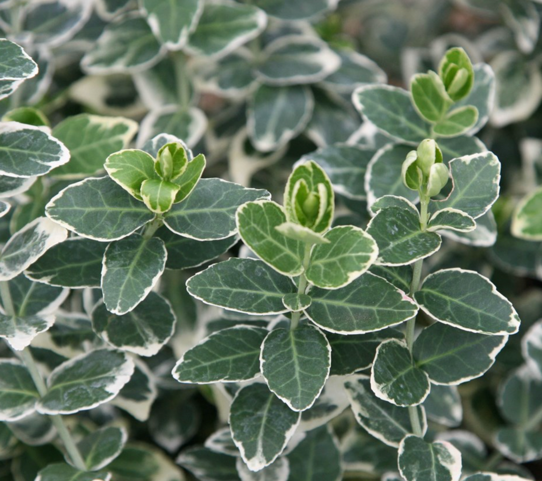 Euonymus