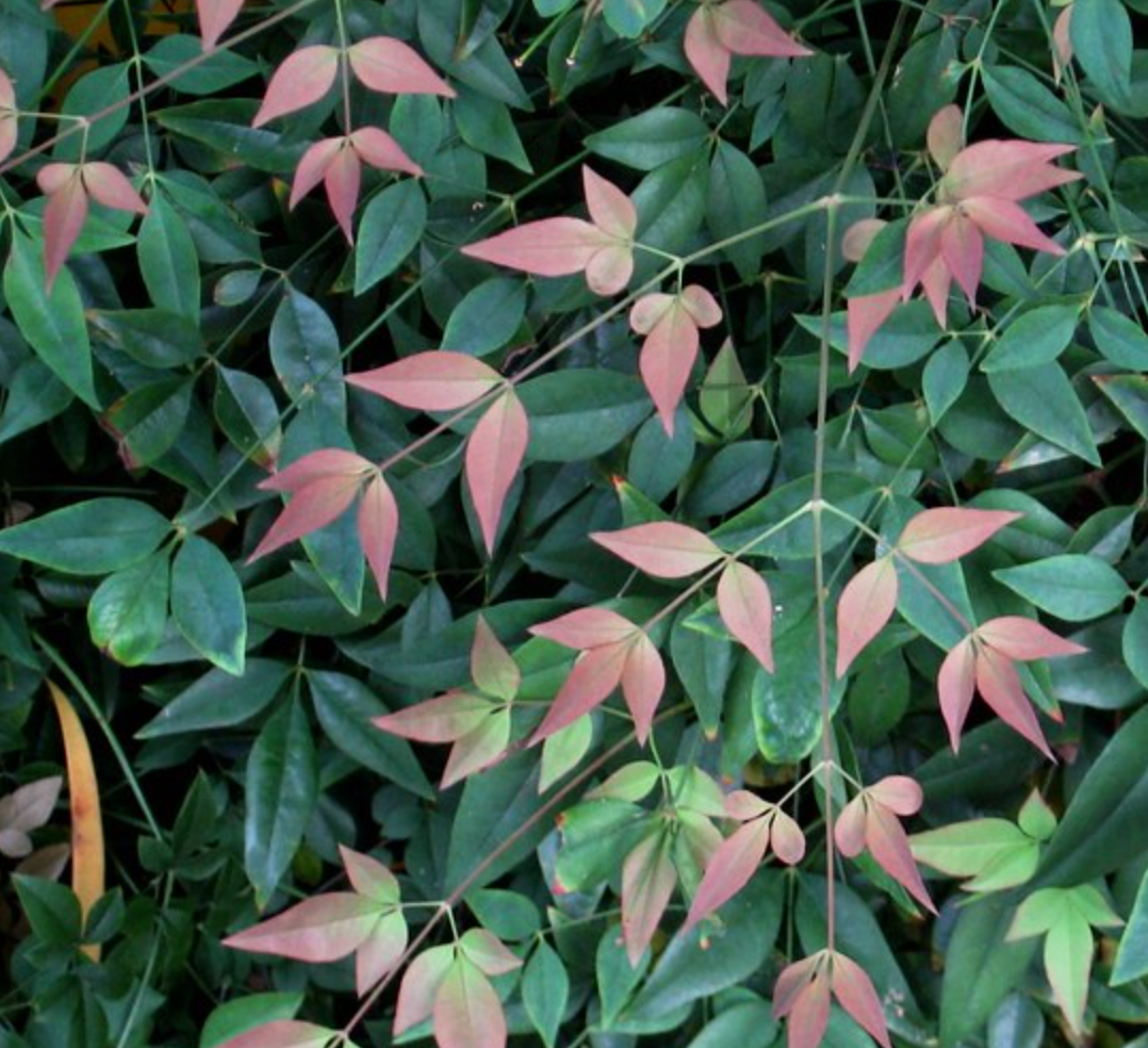 Nandina