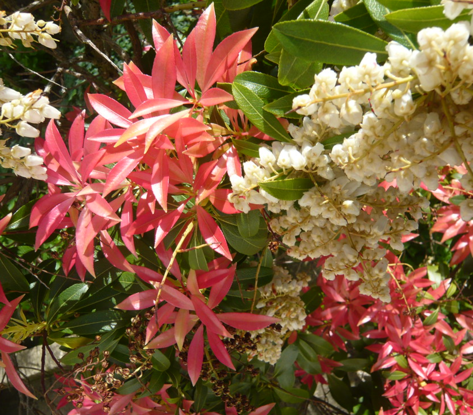 Pieris – Windyridge Garden Centre