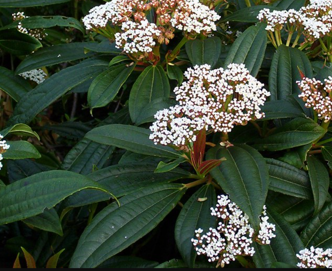 Viburnum Shrub