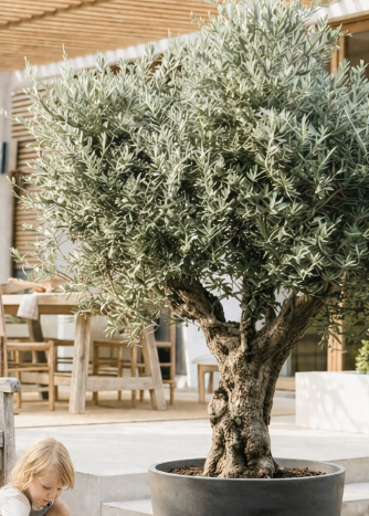 Olive Trees