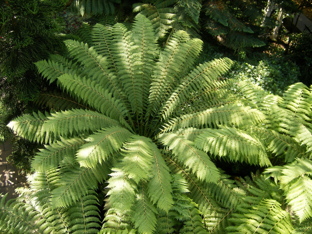 Tree Ferns