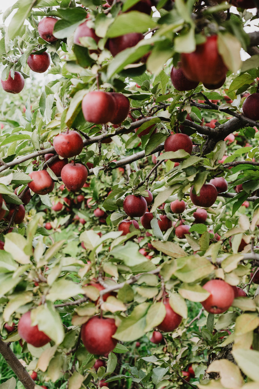 Olive Trees – Windyridge Garden Centre