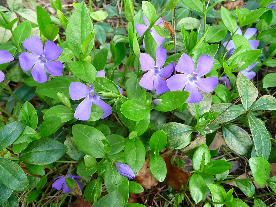 Low Growing Plants