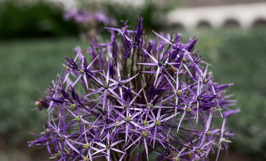 Alliums