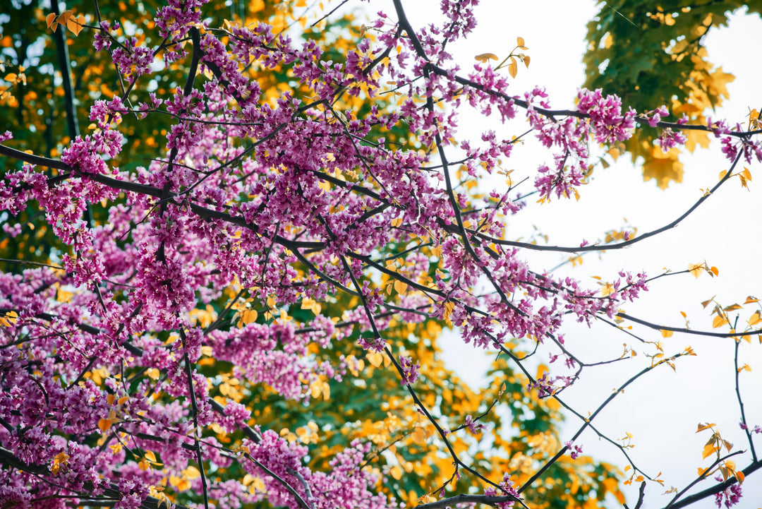 Spring Colour