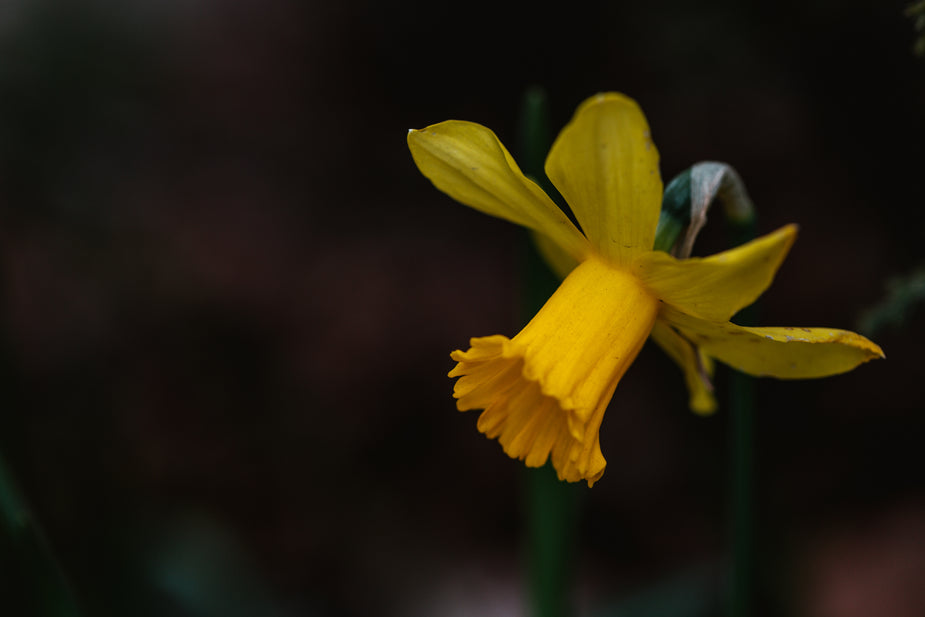 Daffodils