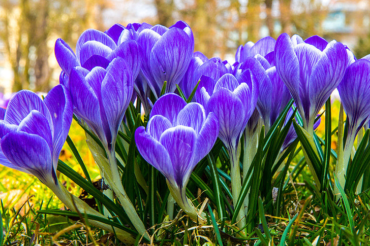 Crocus