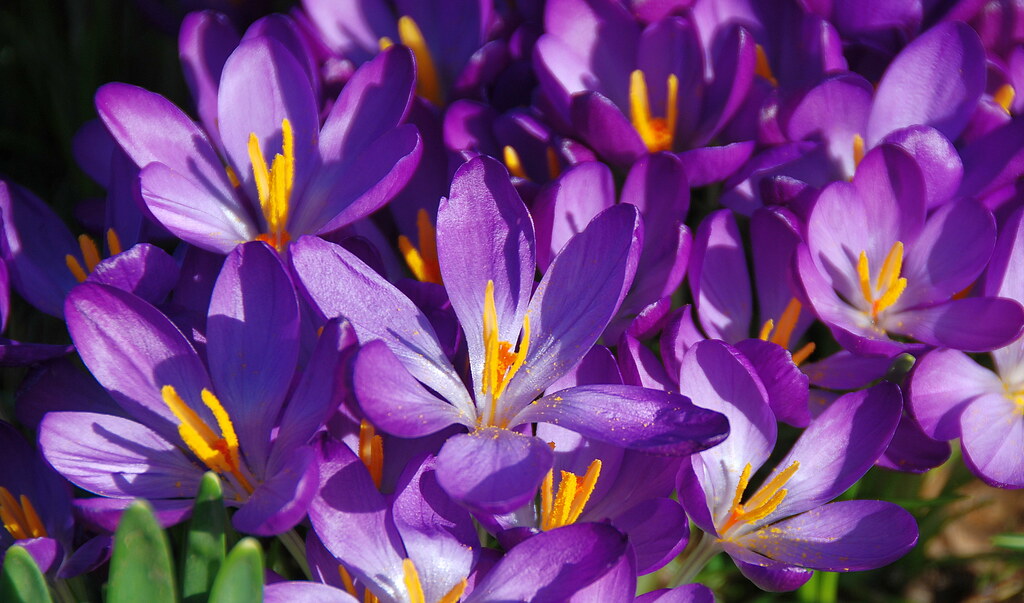 Crocus
