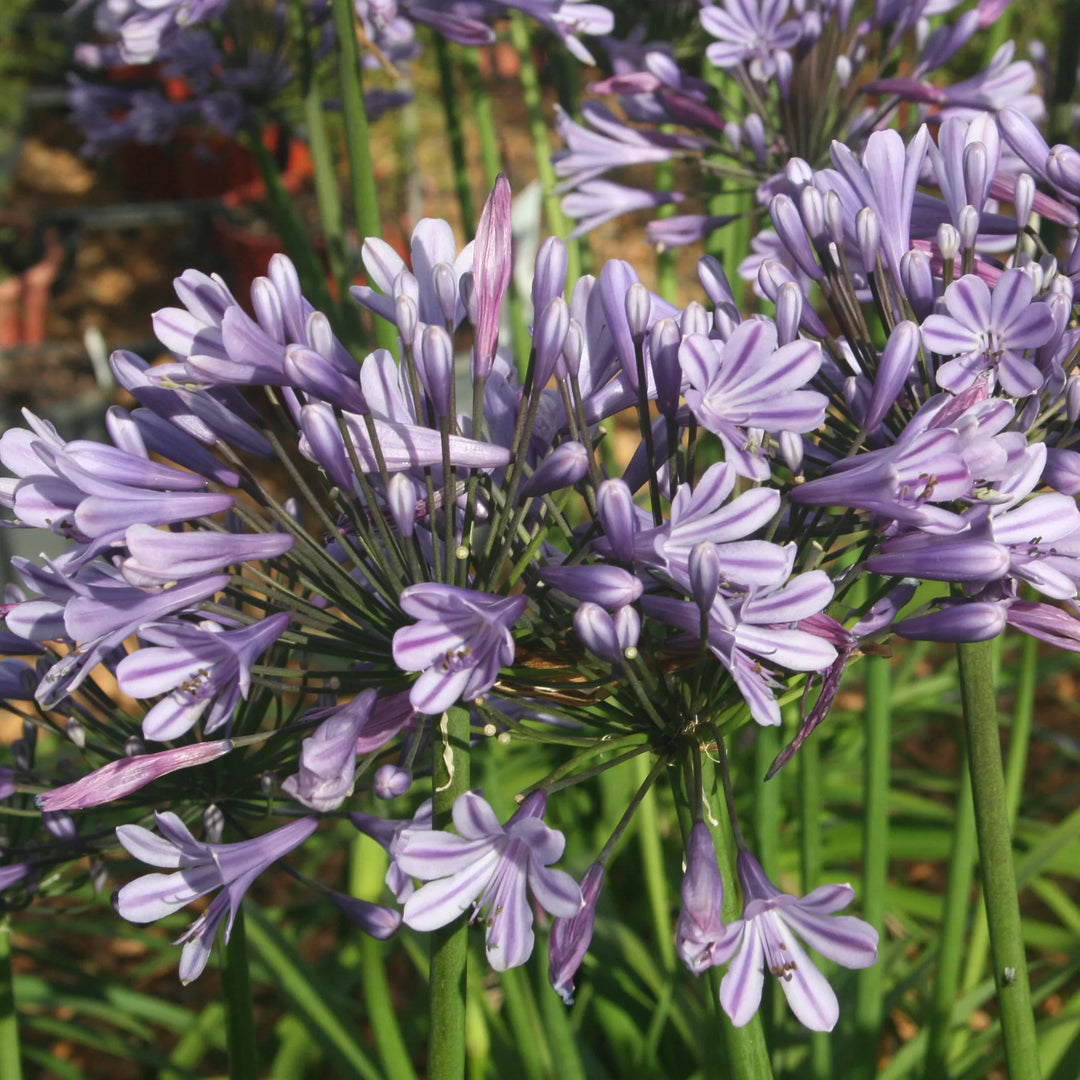 Agapanthus