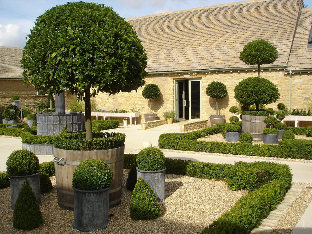 Topiary & Topiary Standards