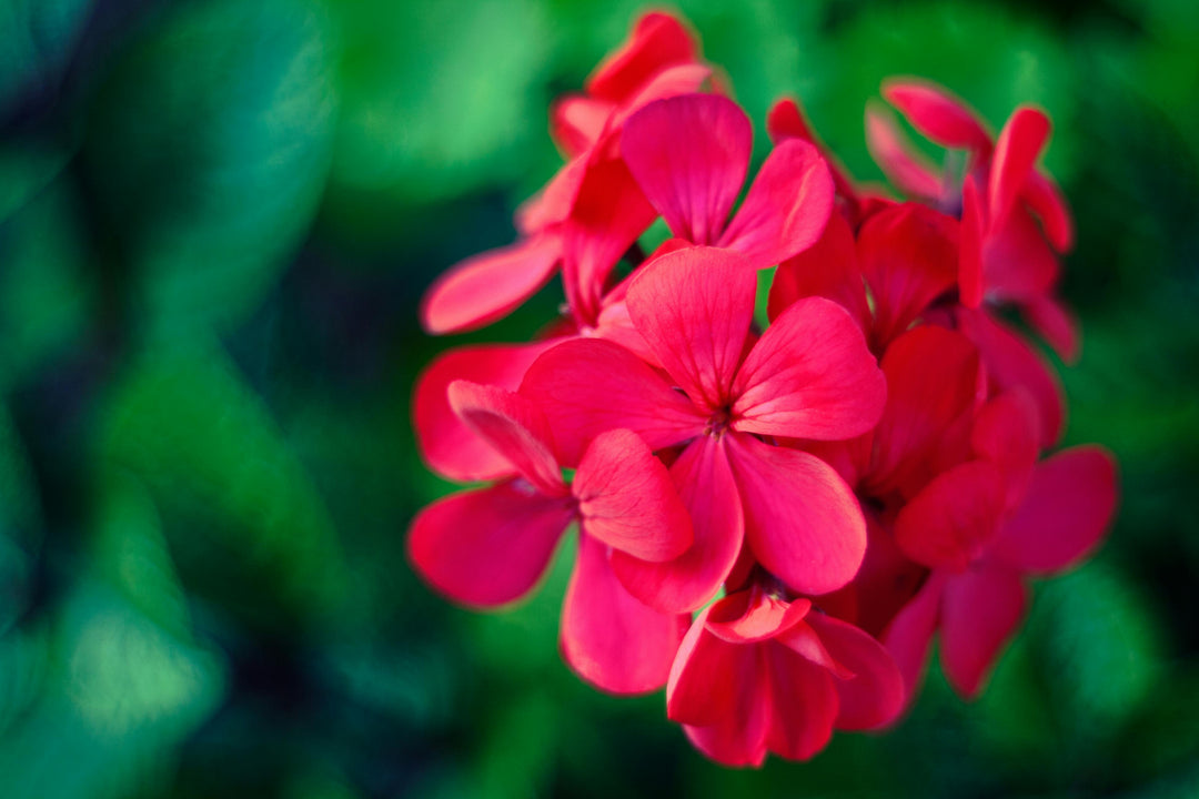 Herbaceous 3 for €15
